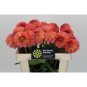 Dahlia Santa Lucia