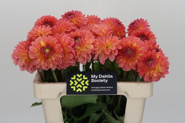 <h4>Dahlia Santa Lucia</h4>