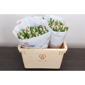 Tulipa CO 'Crown of Dynasty'