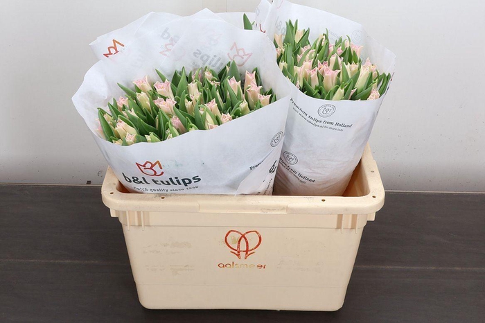 <h4>Tulipa CO 'Crown of Dynasty'</h4>