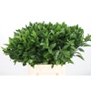 Ruscus