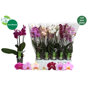 PHAL GEM 7 KL
