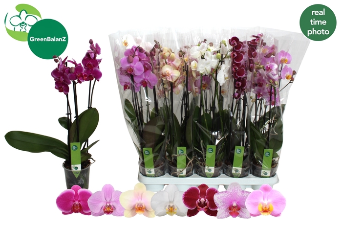 <h4>PHAL GEM 7 KL</h4>
