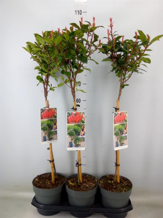 <h4>Photinia fraseri</h4>