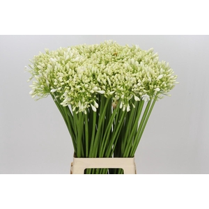 Agapanthus White Grace