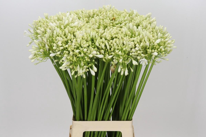 <h4>Agapanthus White Grace</h4>