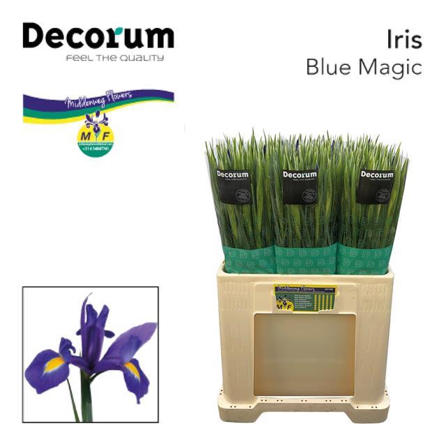 IRIS BLUE MAGIC