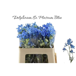 DELPH EN M PLAT BLUE