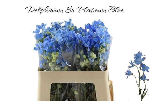 <h4>DELPH EN M PLAT BLUE</h4>
