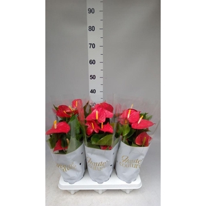 Anthurium andr. 'Everio'