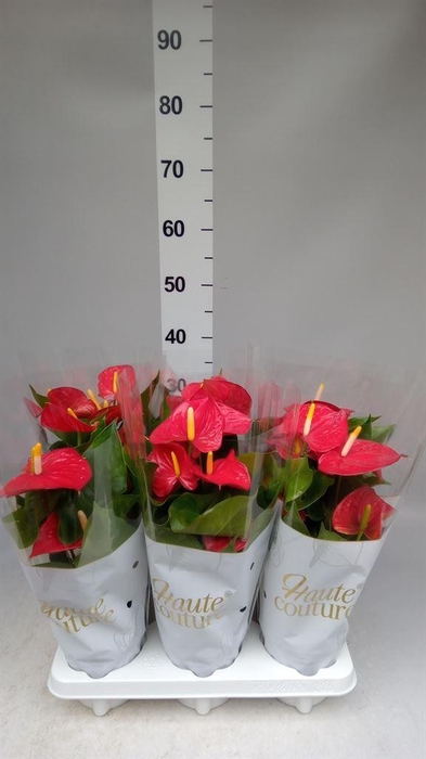 <h4>Anthurium andr. 'Everio'</h4>