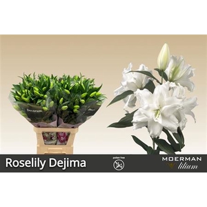 Lilium (Oriental Grp) double Roselily Dejima