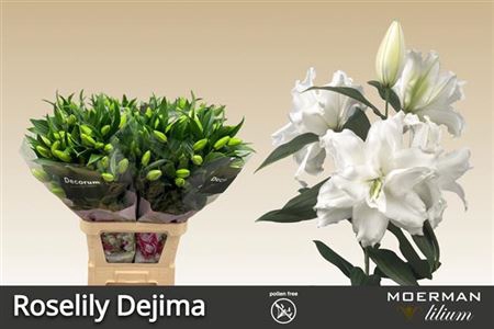 <h4>Lilium (Oriental Grp) double Roselily Dejima</h4>