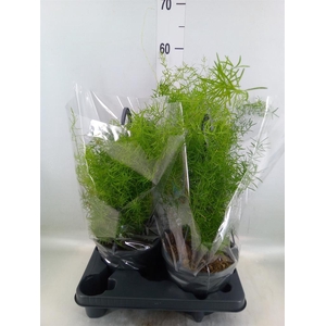 Asparagus dens. 'Sprengeri'