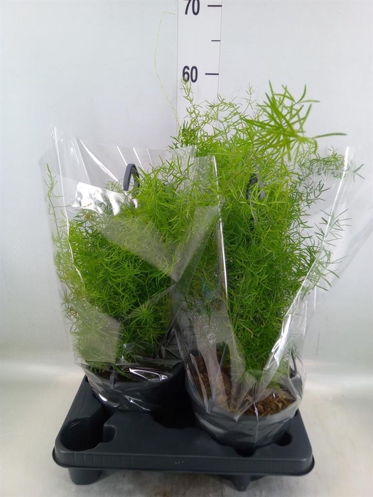 <h4>Asparagus dens. 'Sprengeri'</h4>