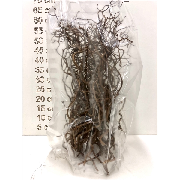 <h4>CORYLUS AVELLANA CONTORTA 60 CM X75</h4>