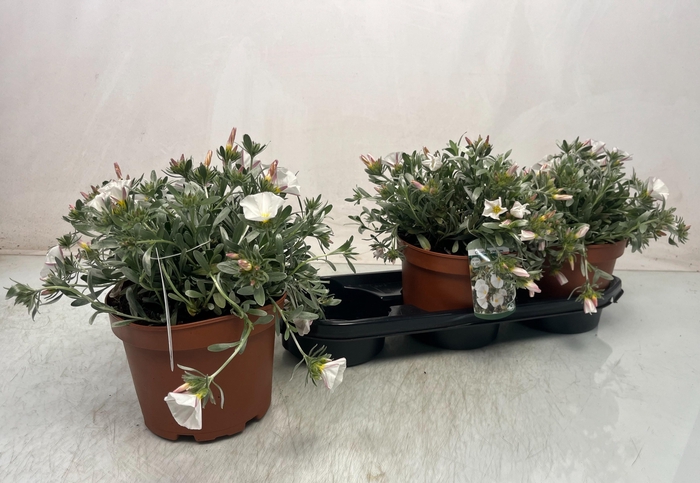 <h4>CONVO CNEORUM</h4>