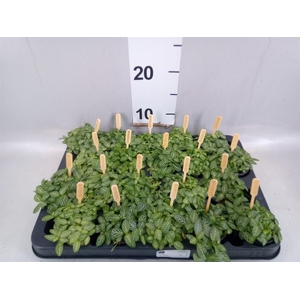 Fittonia verschaf.
