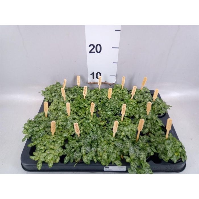 <h4>Fittonia verschaf.</h4>