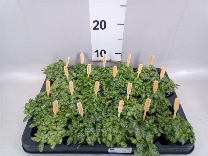 Fittonia verschaf.