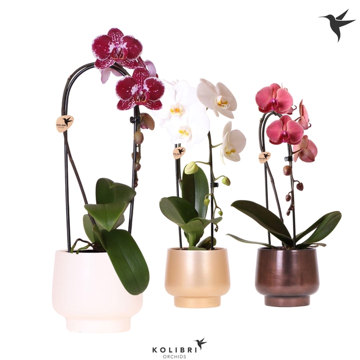 <h4>Kolibri Orchids Phalaenopsis Cascade Niagara Fall mix 1 spike in Scandic pot gold mix</h4>