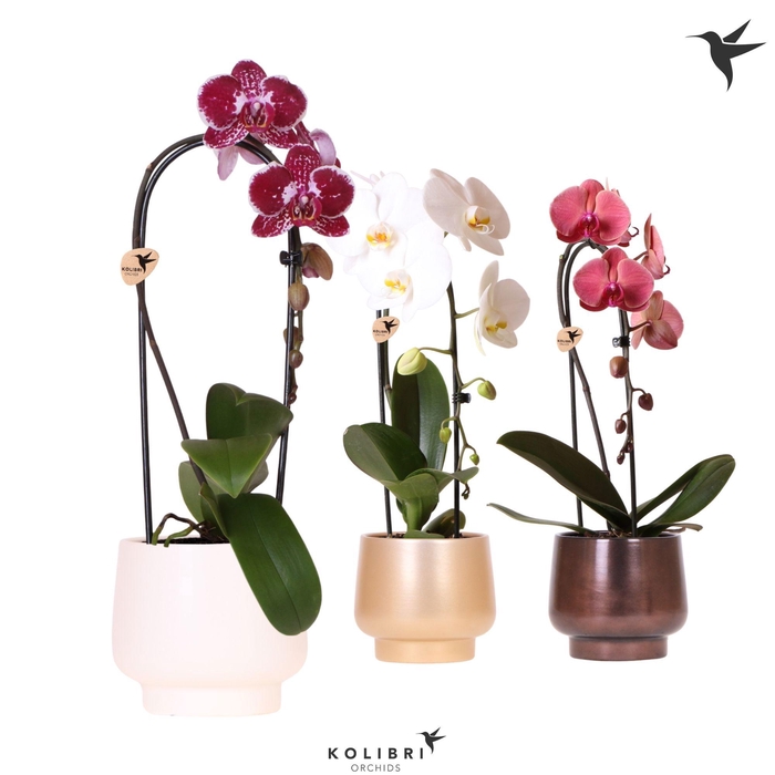 <h4>Kolibri Orchids Phalaenopsis Cascade Niagara Fall mix 1 spike in Scandic pot gold mix</h4>