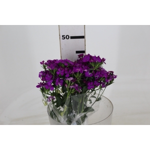 DIANTHUS AMAZON NEON CHERRY 040 CM ROXO
