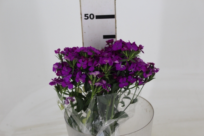 DIANTHUS AMAZON NEON CHERRY 040 CM ROXO