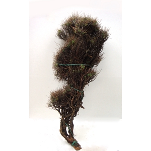 EUPHORBIA SPINOSA SHORT 300