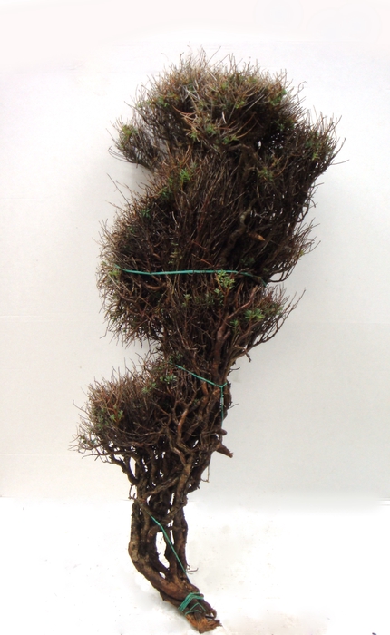 <h4>EUPHORBIA SPINOSA SHORT 300</h4>