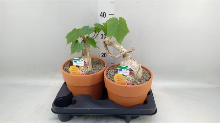 <h4>Succulents   ...</h4>