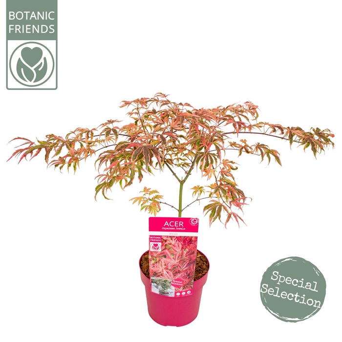 <h4>Acer palm. 'Shirazz'</h4>