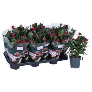 Nolina Roses Ø 10.5 cm Red st. 0-1