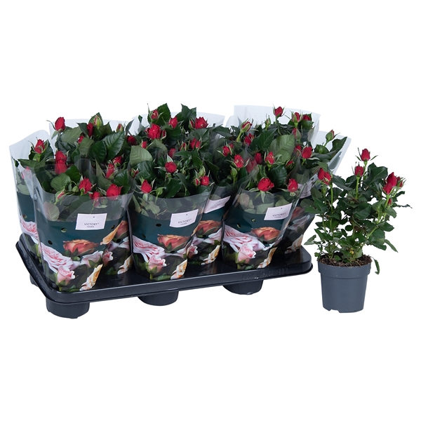 Nolina Roses Ø 10.5 cm Red st. 0-1