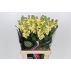 Matthiola Iron Yellow