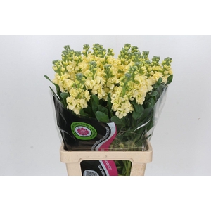 Matthiola Iron Yellow