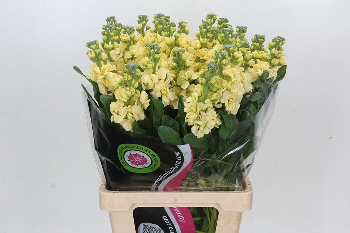 Matthiola Iron Yellow