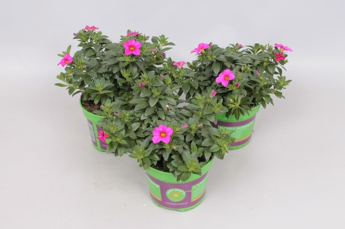 <h4>Calibrachoa callie Rose with Eye</h4>