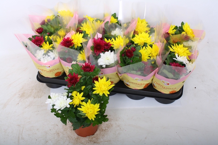 <h4>CHRYS GEM IN POT</h4>