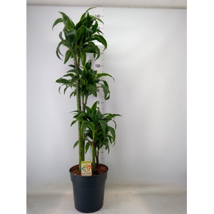 Dracaena frag. 'Dorado'