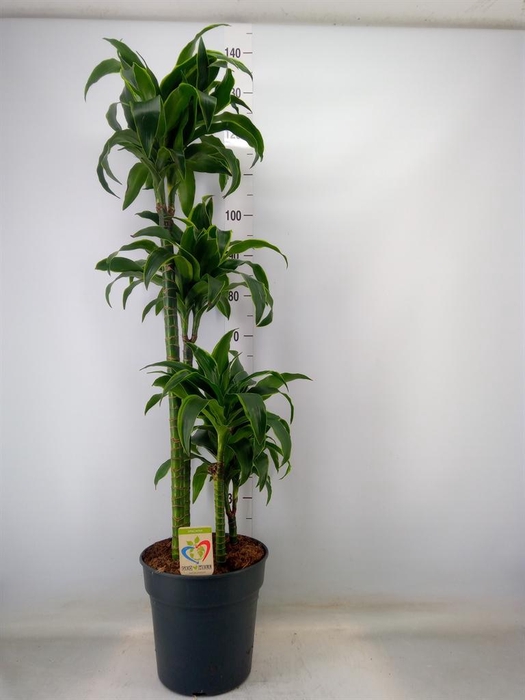 <h4>Dracaena frag. 'Dorado'</h4>