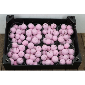 Waxmalus Gl Pink Rose