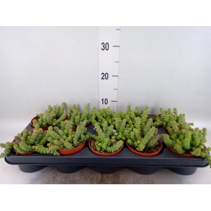 Crassula marnieriana