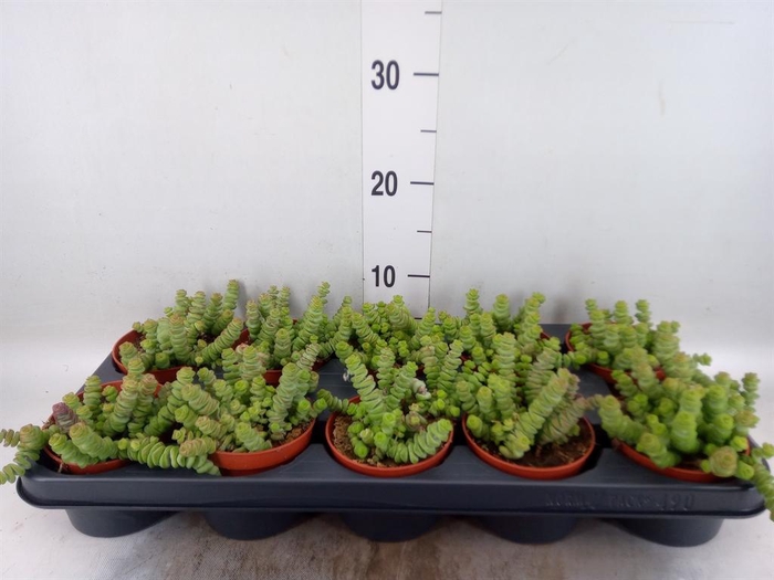 <h4>Crassula marnieriana</h4>