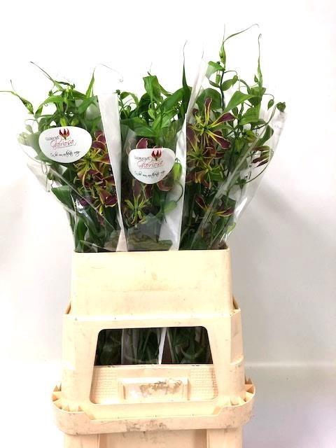 GLORIOSA ROT