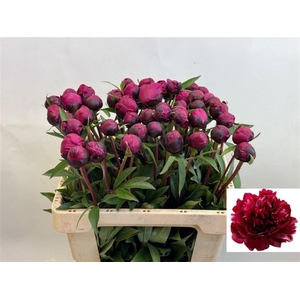 PAEO L RED SARAH BER