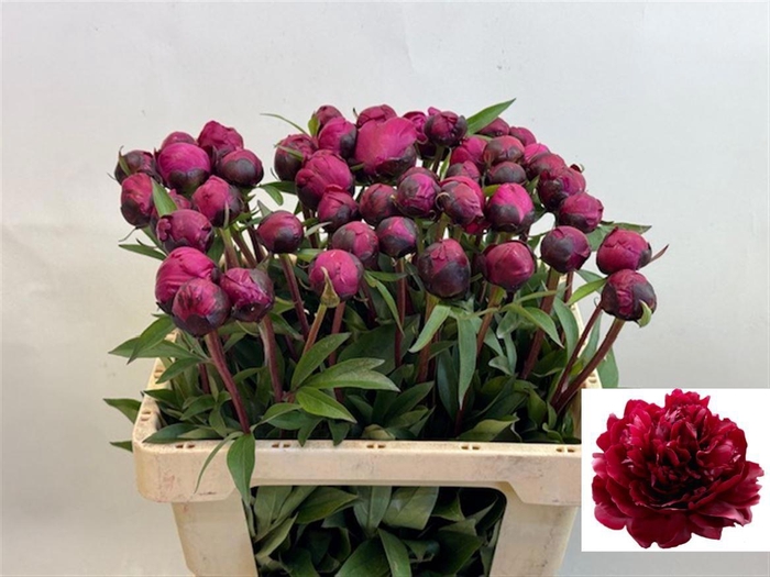 <h4>PAEO L RED SARAH BER</h4>