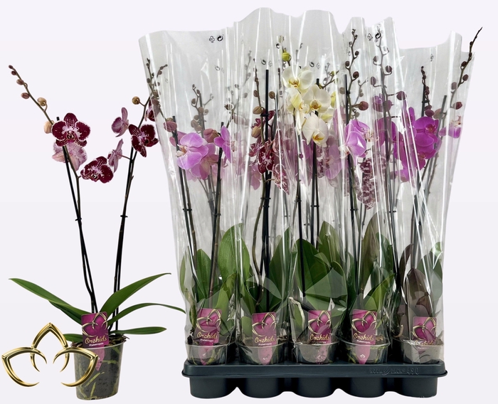 PHAL GEM