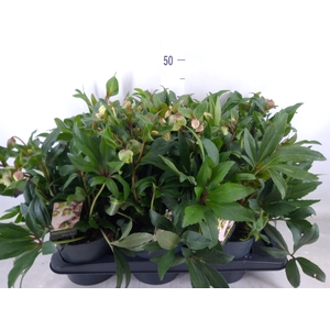 Helleborus  'JWLS Winterbells'