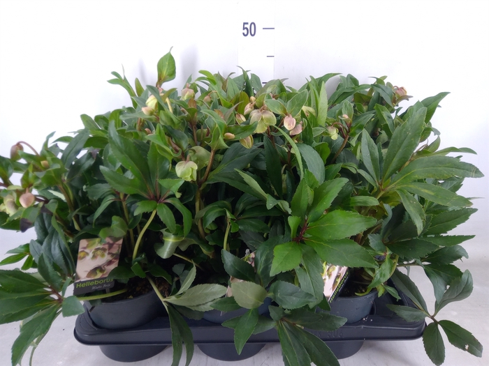 <h4>Helleborus  'JWLS Winterbells'</h4>